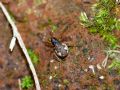 Pachygnatha sp.